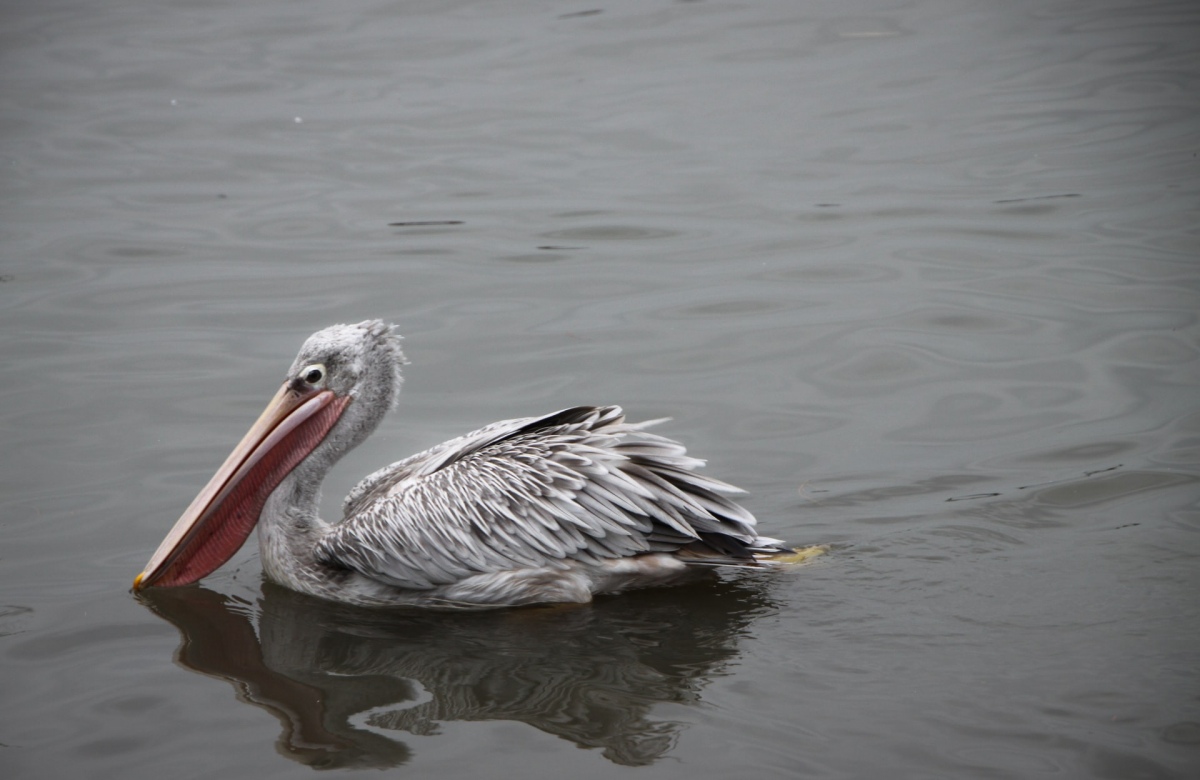 Foto: Yuting Liu / Unsplash